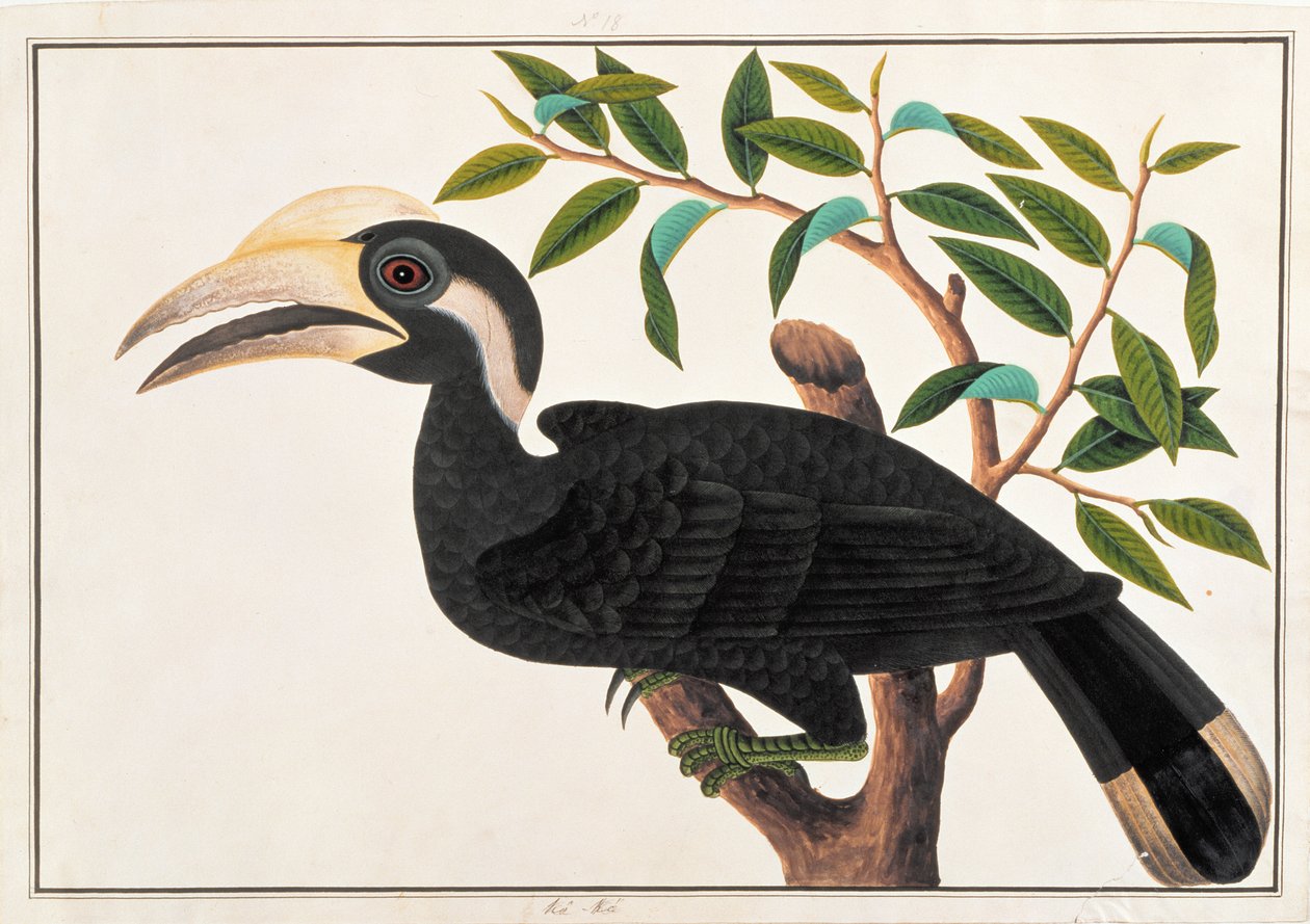 मलक्का से पक्षियों के चित्र से के-के, c.1805-18 (कागज पर wc) द्वारा चीनी स्कूल