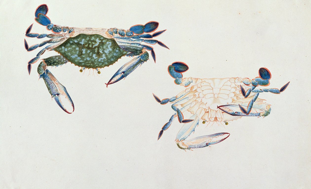 केटम रिनॉन्ग, ड्रॉइंग ऑफ़ एनिमल्स, कीड़े और सरीसृप से मलक्का, c.1805-18 (wc और gouache on paper) द्वारा चीनी स्कूल