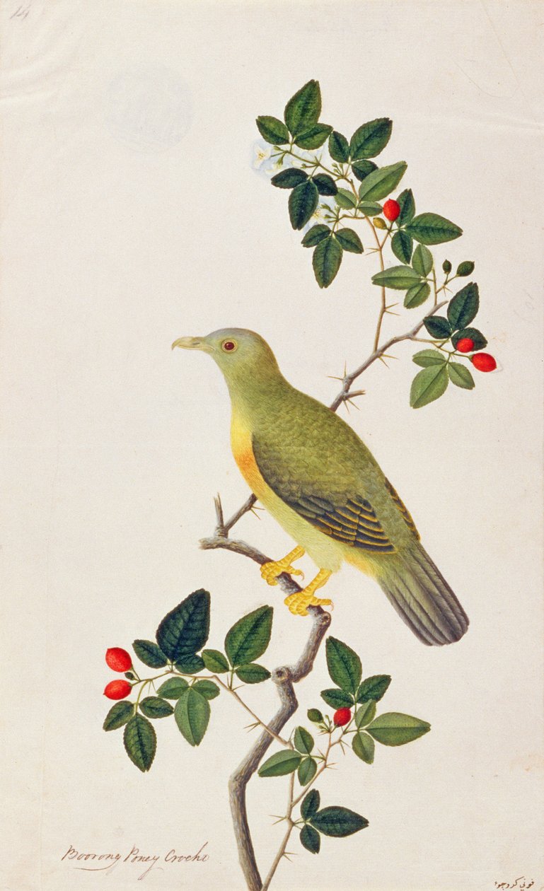 मलक्का से पक्षियों के चित्र से बड़े हरे कबूतर, c.1805-18 (कागज पर wc) द्वारा चीनी स्कूल