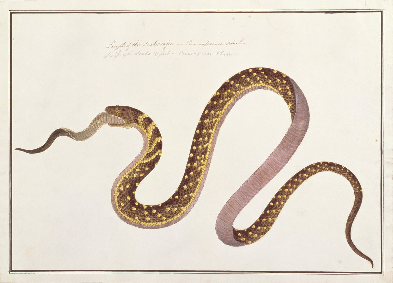 मलक्का से पशु, कीड़े और सरीसृप के चित्र, c.1805-18 (कागज पर gouache) द्वारा चीनी स्कूल