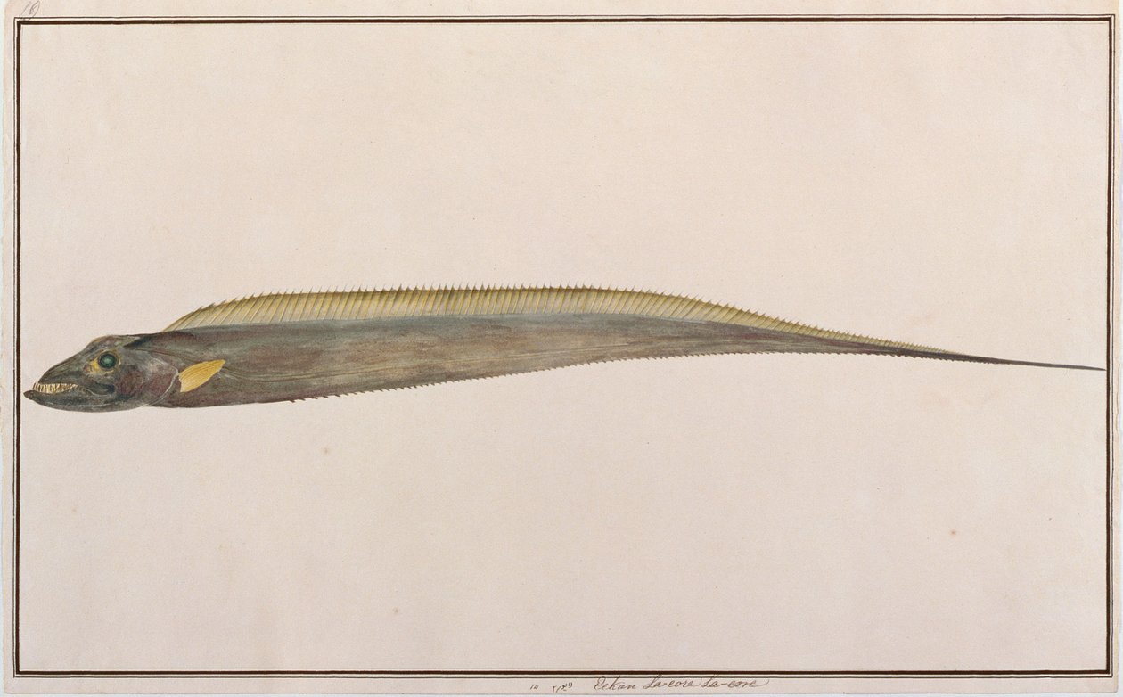 लार्जहेड हेयरकट, मलक्का से मछलियों के चित्र, c.1805-18 (कागज पर wc) द्वारा चीनी स्कूल