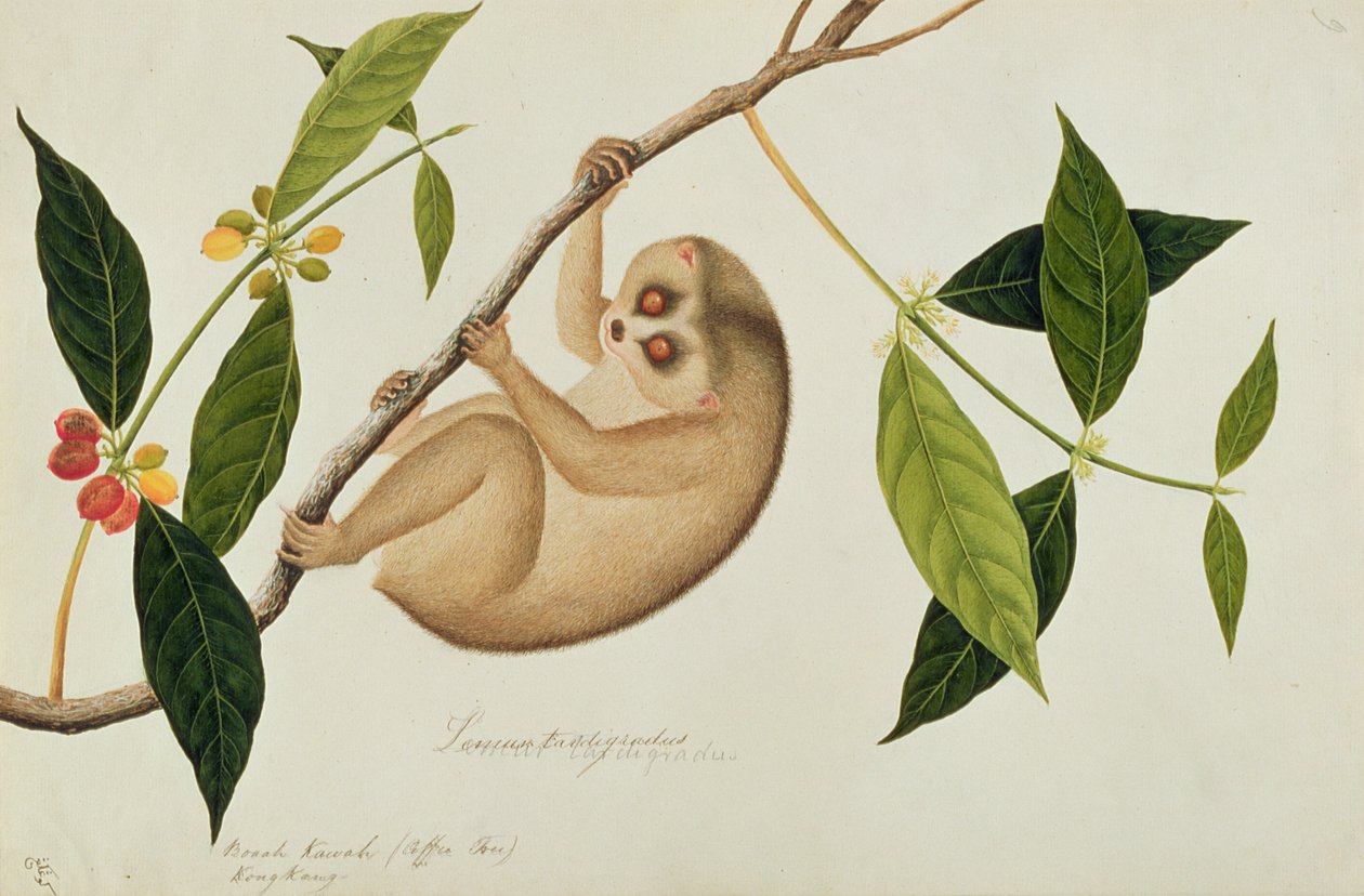 Lemur tardigradus, Booah Kawah (कॉफ़ी ट्री) Kong Kang, Malacca के जानवरों, कीड़ों और सरीसृपों से, c.1805-18 (कागज पर wc और gouache) द्वारा चीनी स्कूल