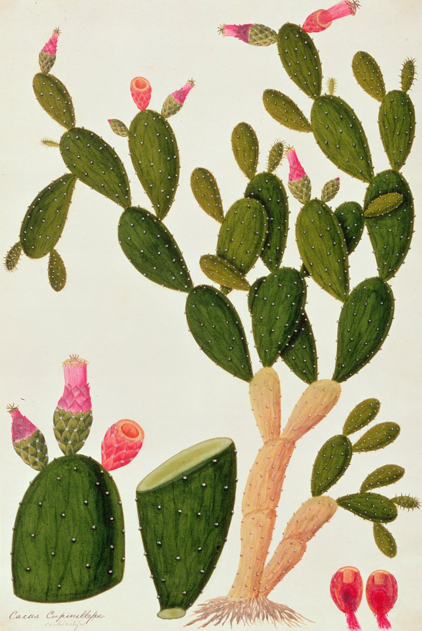 Liedah Badah, Cardasse Cochenille, Malacca के पौधों के चित्र से, c.1805-18 (कागज पर wc) द्वारा चीनी स्कूल