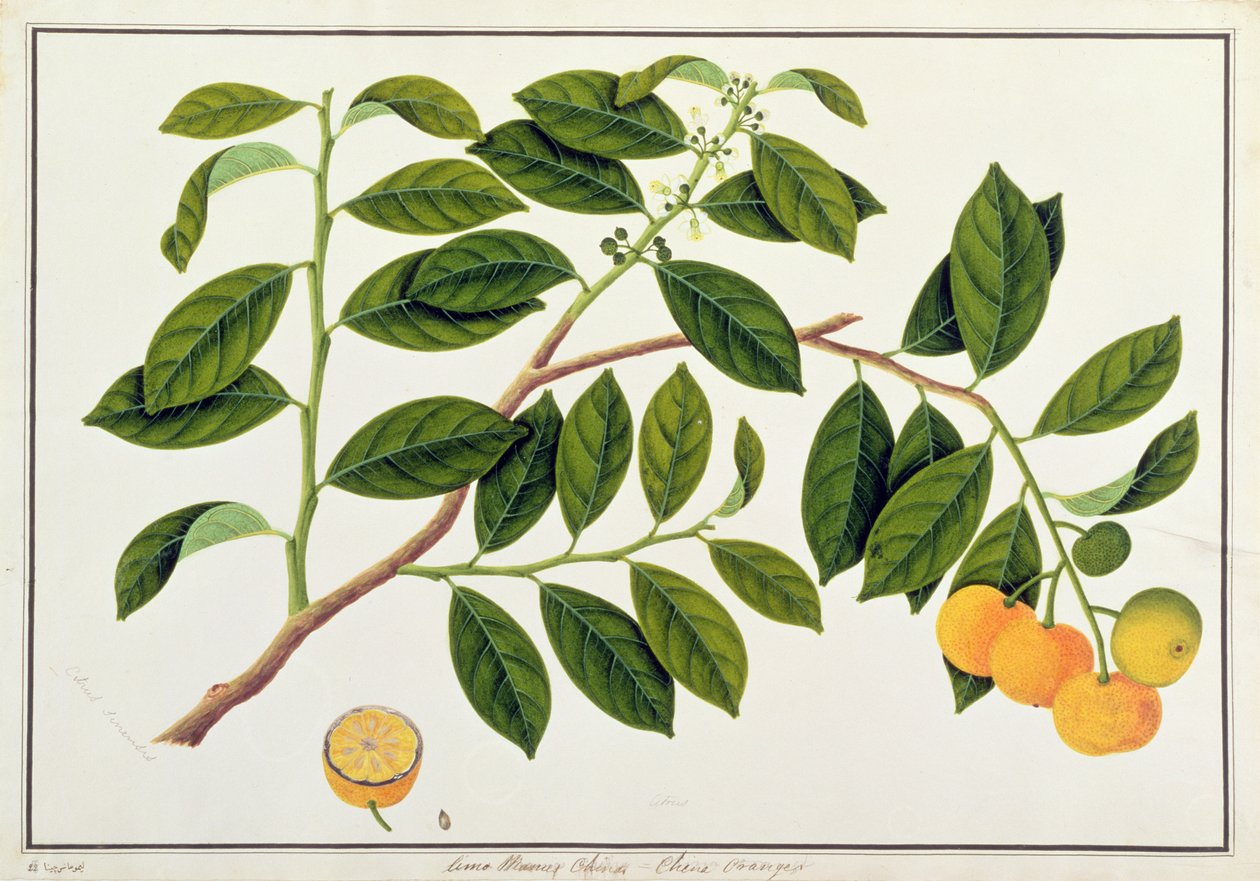 लिमो मैनीज़ चाइना या चीनी संतरे, मलक्का से पौधों के चित्रण से, c.1805-18 (पोस्ट पर प्रकाशित) द्वारा चीनी स्कूल