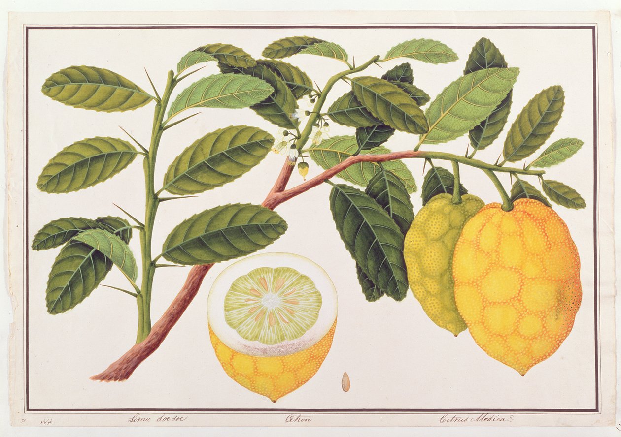 लिमो सो सो, एट्रॉन्ग या साइट्रस मेडिका, मलक्का से पौधों के चित्र से, c.1805-18 (कागज पर wc) द्वारा चीनी स्कूल