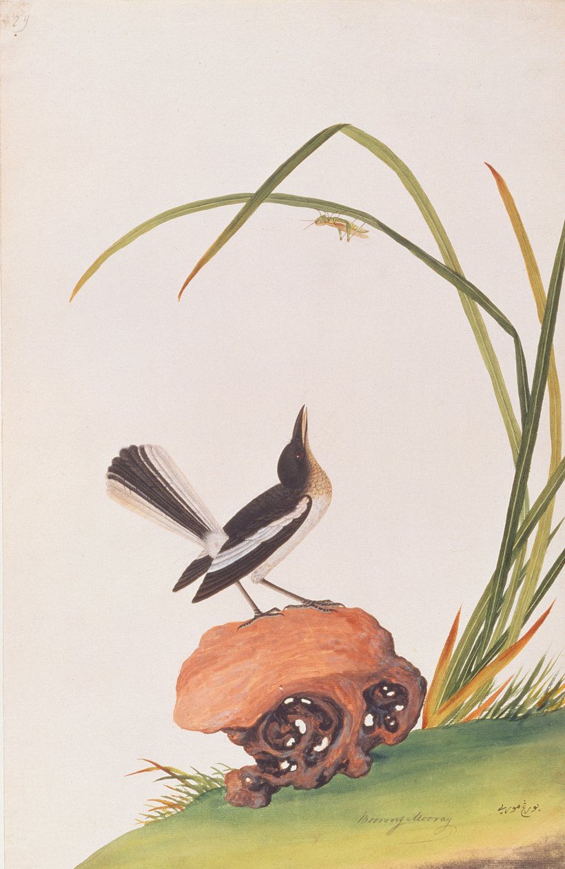 मैगपाई रॉबिन, ड्रॉइंग ऑफ़ बर्ड्स ऑफ़ मलक्का, c.1805-18 (wc पेपर पर) द्वारा चीनी स्कूल