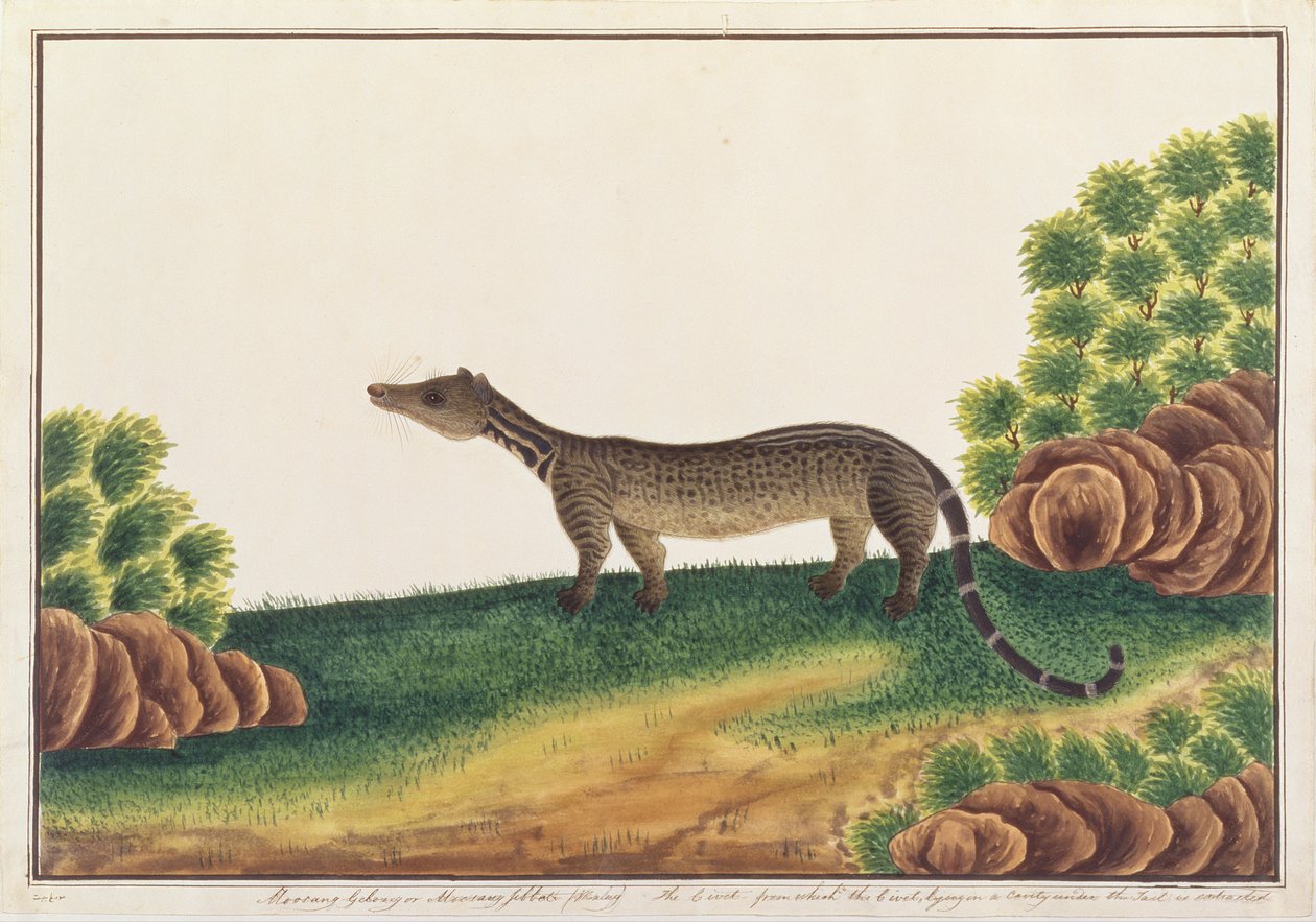मलक्का से पशु, कीड़े और सरीसृप के चित्र से मलय सिवेट, c.1805-18 (कागज पर गौचे और wc) द्वारा चीनी स्कूल