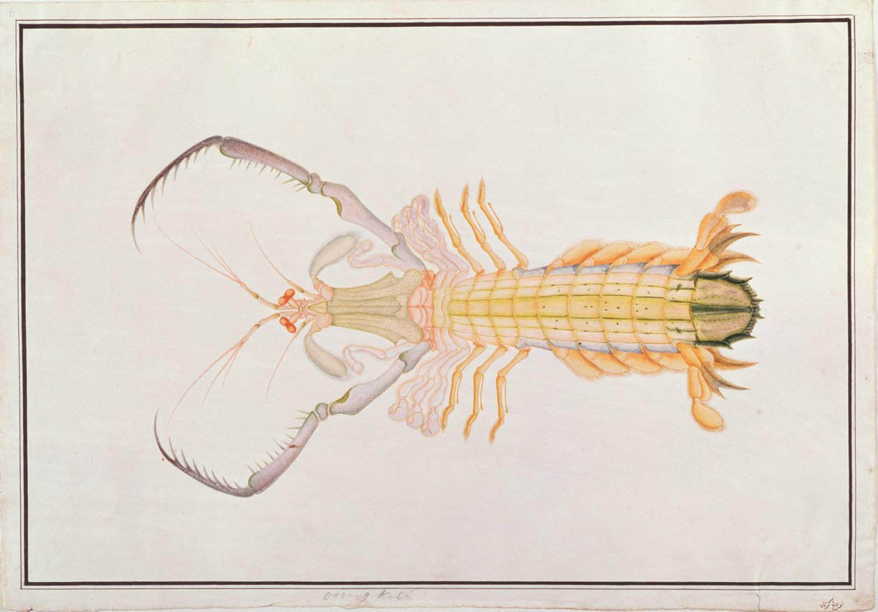 मंटिस झींगा, जानवरों के चित्र, कीड़े और सरीसृप से मलक्का, c.1805-18 (wc और gouache कागज पर) द्वारा चीनी स्कूल