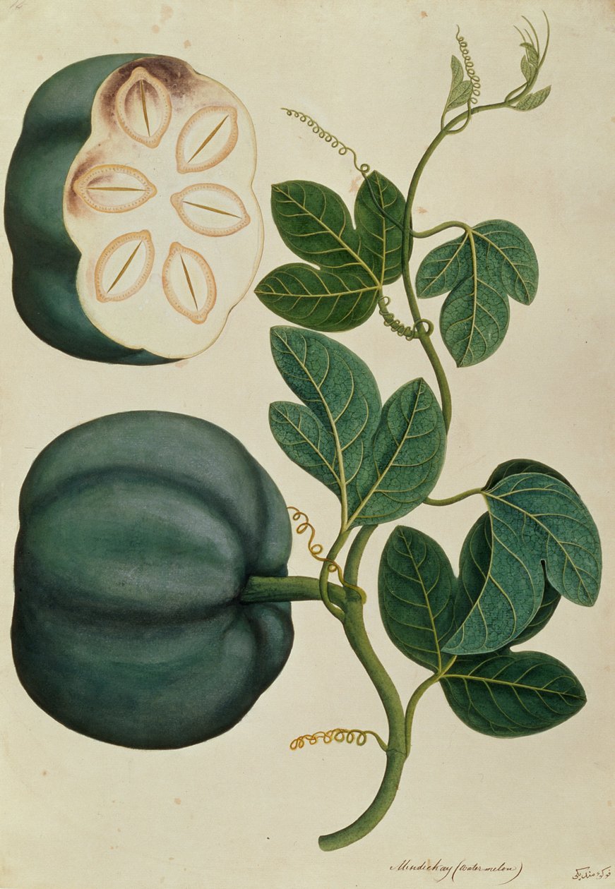 मेंडेक या वाटर मेलन, मलक्का से पौधों के चित्र से, c.1805-18 (कागज पर wc) द्वारा चीनी स्कूल