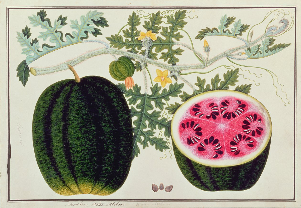 मलक्का से पौधों के चित्रण से माइंडिके या वॉटर मेलन, c.1805-18 (कागज पर wc) द्वारा चीनी स्कूल