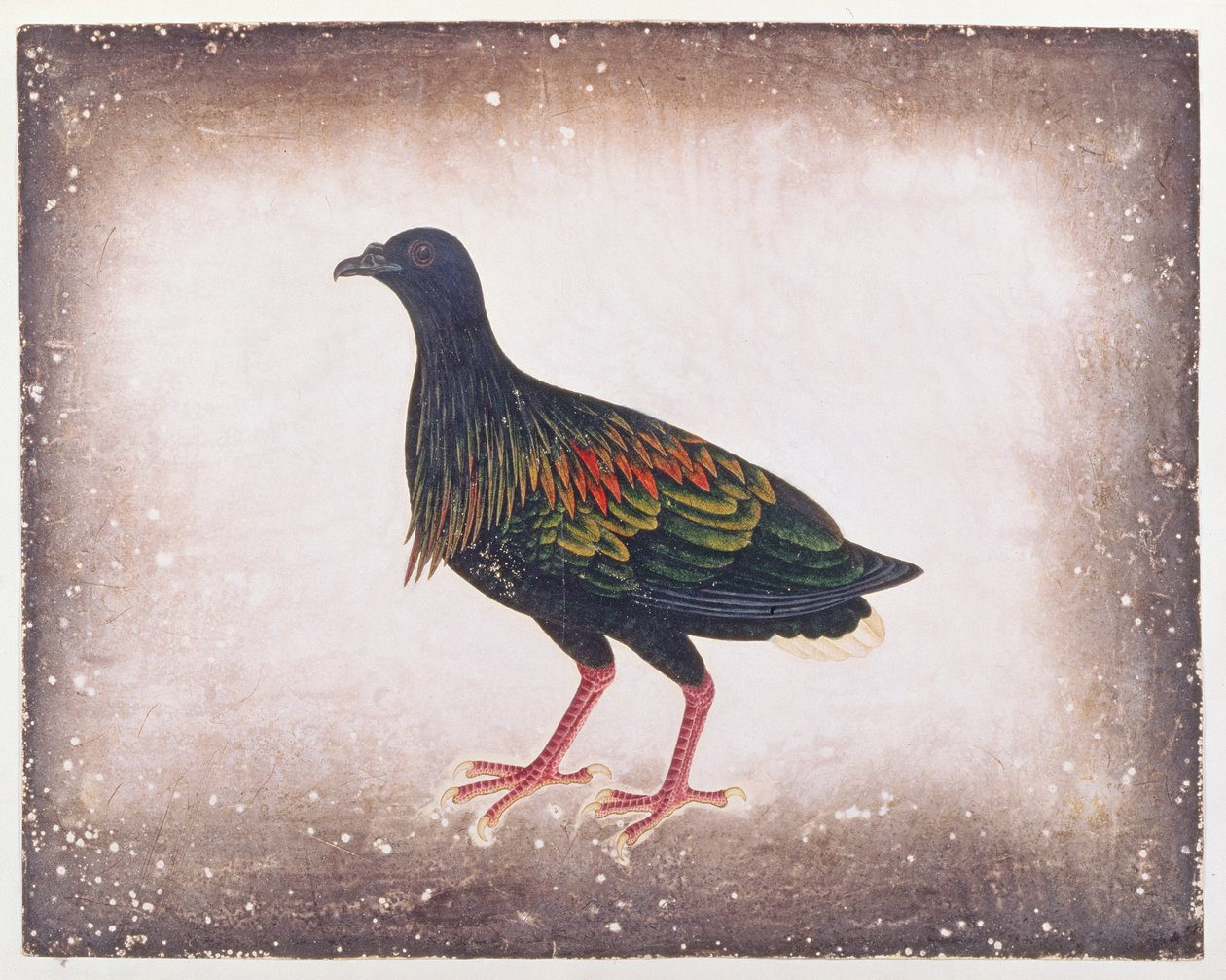 निकोबार कबूतर, मलक्का से पक्षियों के चित्र, c.1805-18 (कागज पर wc) द्वारा चीनी स्कूल