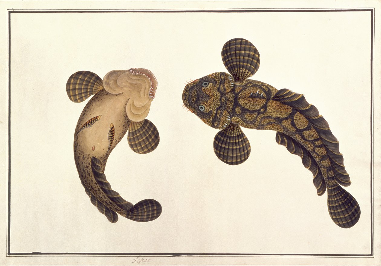 मलक्का से पशु, कीड़े और सरीसृप के चित्र से ओउलुर सावा, c.1805-18 (कागज पर wc और gouache) द्वारा चीनी स्कूल