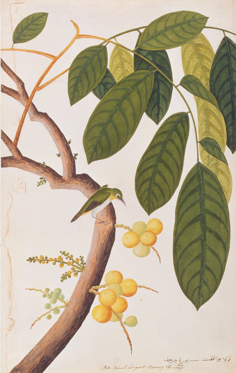 ओरिएंटल व्हाइट-आई, मलक्का से पक्षियों के चित्र, c.1805-18 (कागज पर wc) द्वारा चीनी स्कूल