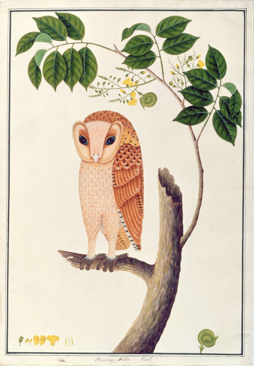 मलक्का से पक्षियों के चित्र से उल्लू, बोरोंग एंटू, c.1805-18 (कागज पर wc) द्वारा चीनी स्कूल
