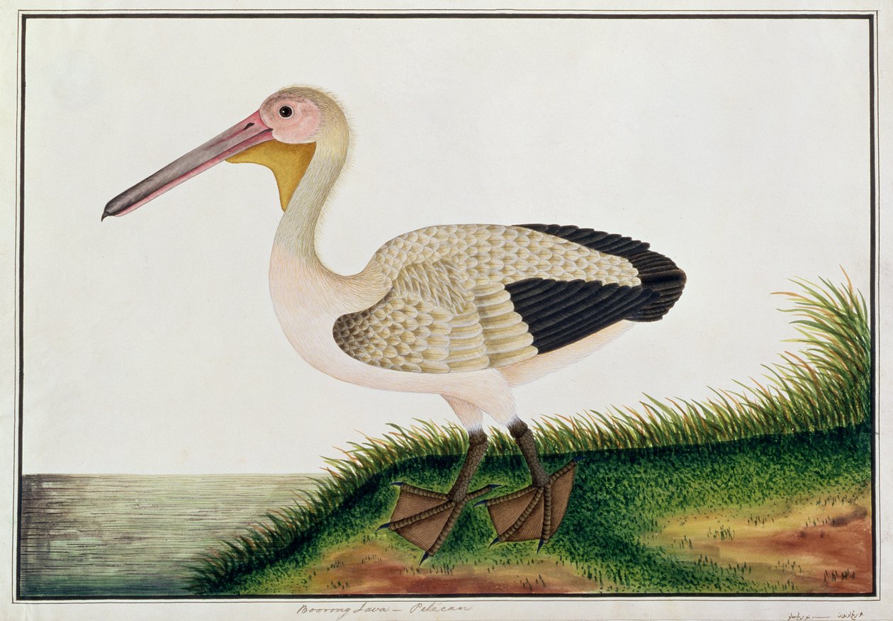पेलिकन, बोरोंग जावा, मलक्का से पक्षियों के चित्र से, c.1805-18 (कागज पर wc) द्वारा चीनी स्कूल