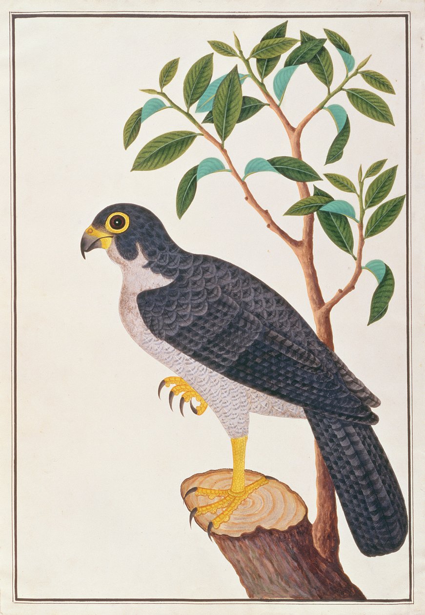 पेरेग्रीन फाल्कन, पक्षियों के चित्र से मलक्का, c.1805-18 (wc कागज पर) द्वारा चीनी स्कूल