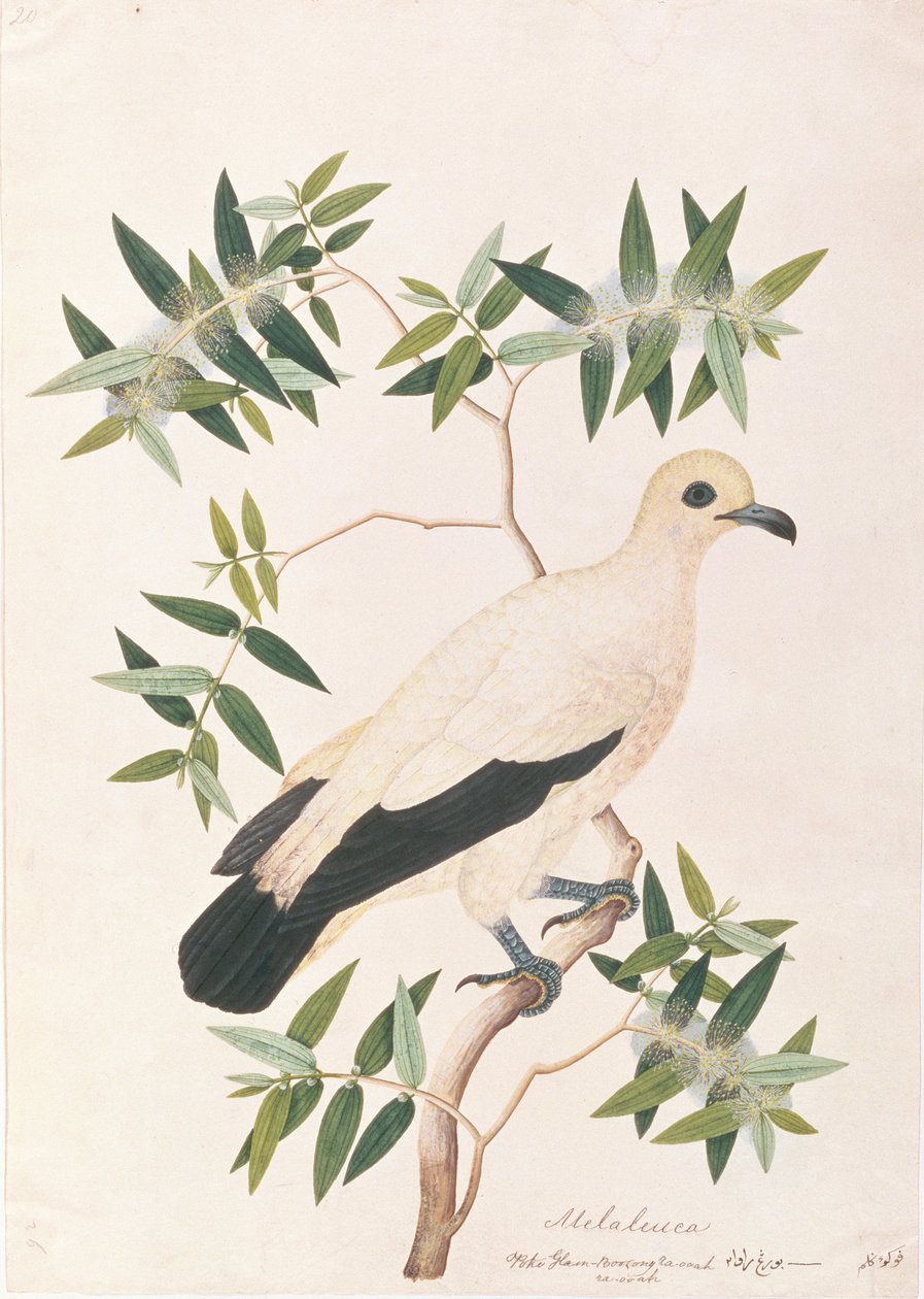 मलक्का से पक्षियों के चित्र से विचित्र शाही कबूतर, c.1805-18 (कागज पर wc) द्वारा चीनी स्कूल