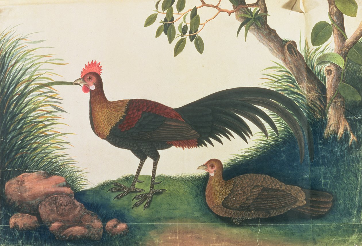 मलक्का से पक्षियों के चित्र, C.1805-18 (कागज पर wc) द्वारा चीनी स्कूल