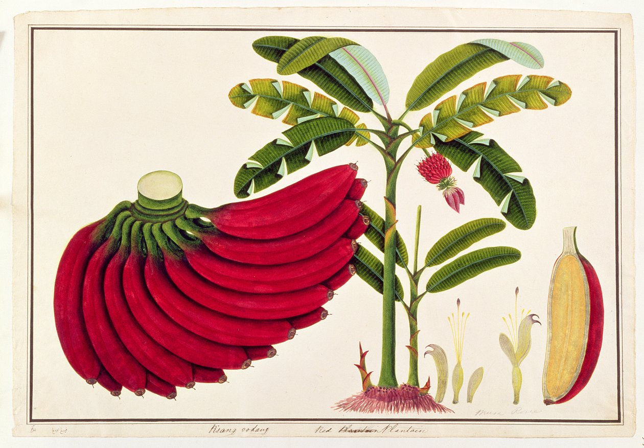 लाल प्लांटैन, पिसांग ओडांग, मलाका से पौधों के चित्र से, c.1805-18 (कागज पर wc) द्वारा चीनी स्कूल