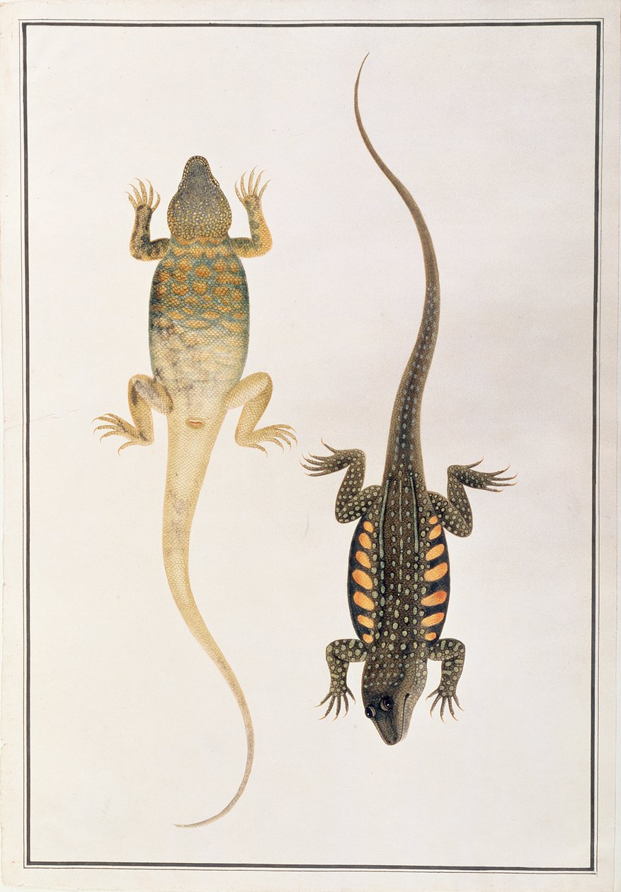 सरीसृप, जानवरों के चित्र, कीड़े और सरीसृप, मलक्का से, c.1805-18 (कागज पर wc और gache द्वारा चीनी स्कूल