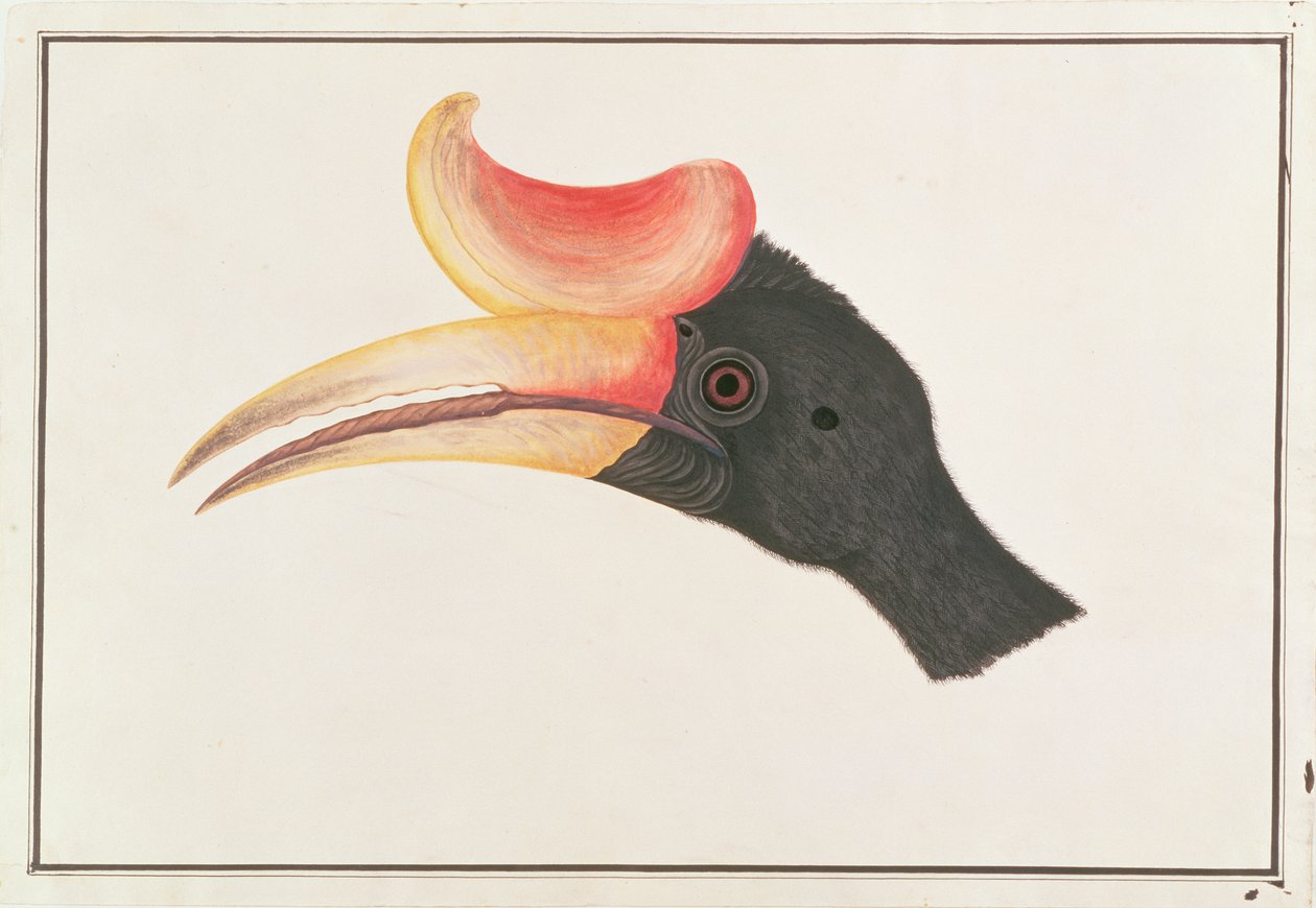 मलक्का से पक्षियों के चित्रण से गैंडा हॉर्नबिल, c.1805-18 (कागज पर wc) द्वारा चीनी स्कूल