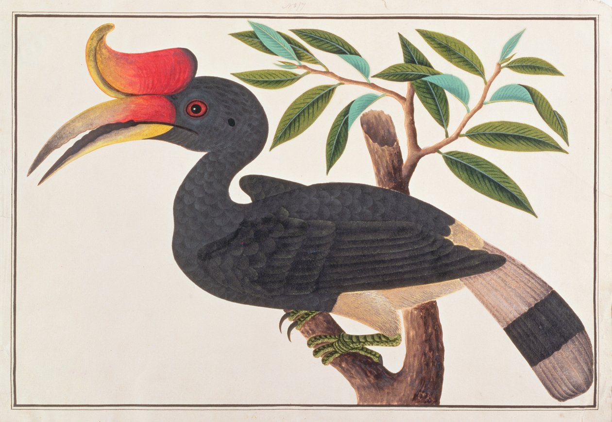 मलक्का से पक्षियों के चित्रण से गैंडा हॉर्नबिल, c.1805-18 (कागज पर wc) द्वारा चीनी स्कूल