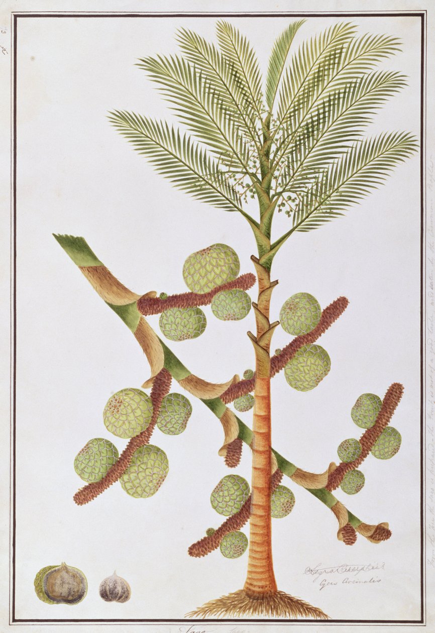 मैलाका से पौधों के चित्र से साबूदाना, c.1805-18 (कागज पर wc) द्वारा चीनी स्कूल