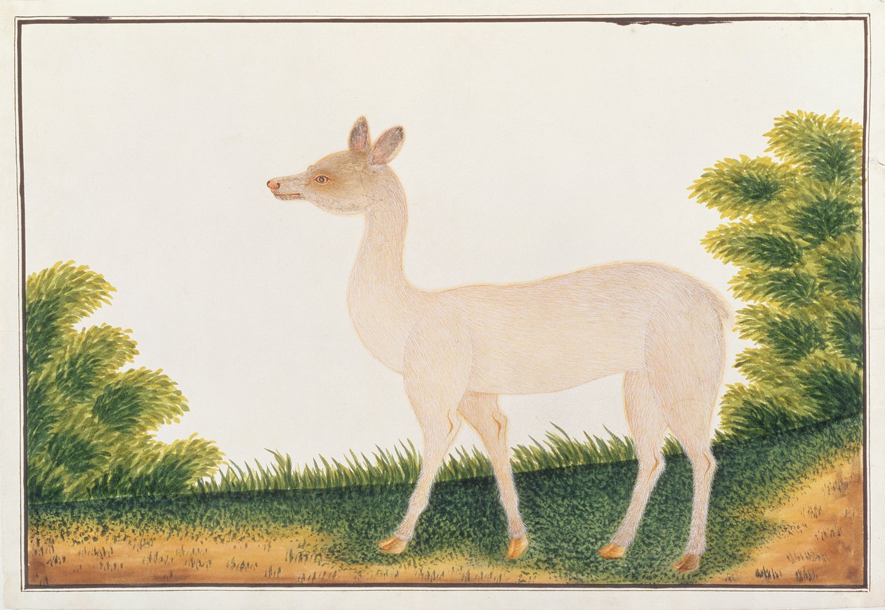 सांभर हिरण, मलक्का से पशु, कीड़े और सरीसृप के चित्र, c.1805-18 (कागज पर wc & gouache) द्वारा चीनी स्कूल