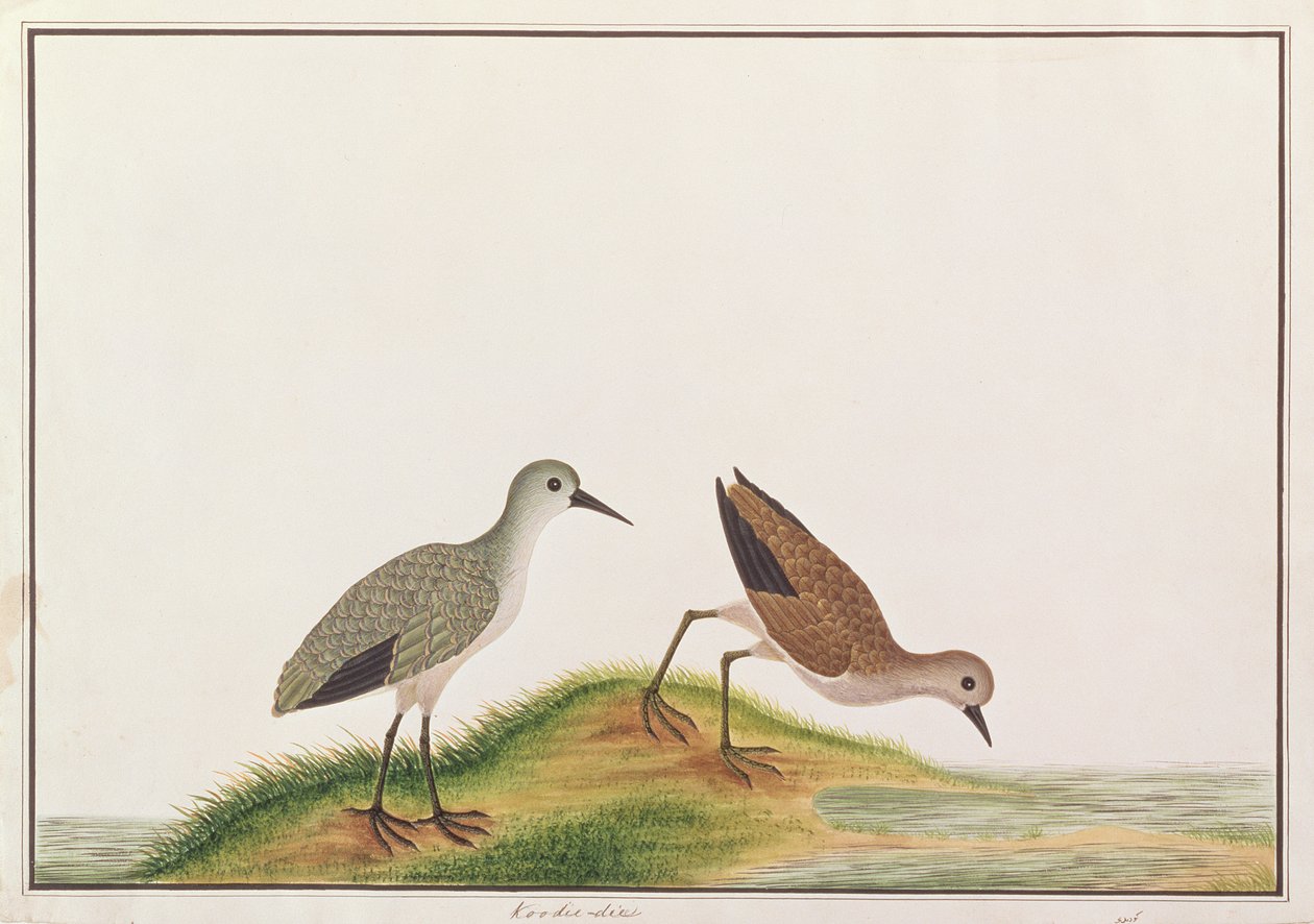 मलपका से पक्षियों के चित्र से सैंडपाइपर, c.1805-18 (कागज पर wc) द्वारा चीनी स्कूल