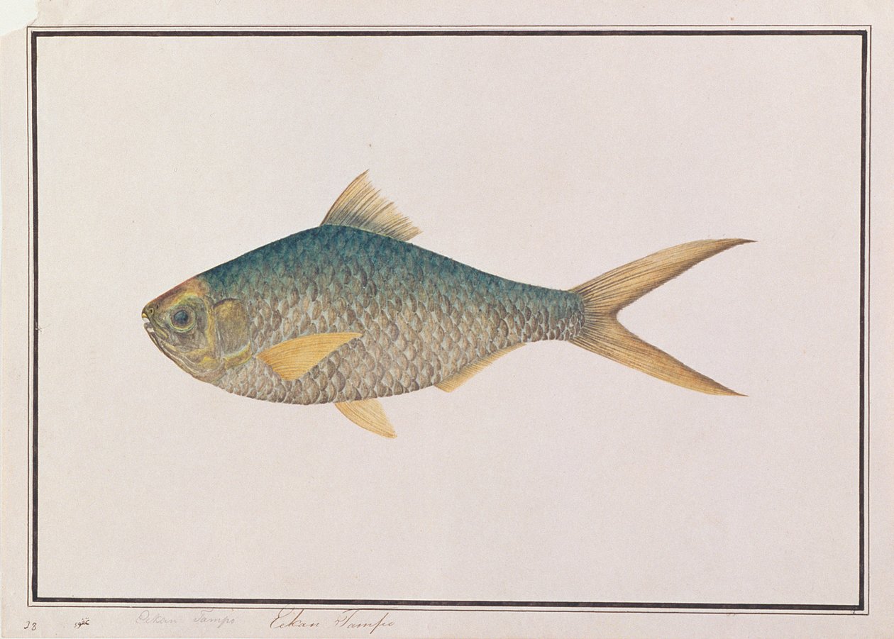 शाद, मलाका से मछलियों के चित्र, c.1805-18 (कागज पर wc) द्वारा चीनी स्कूल