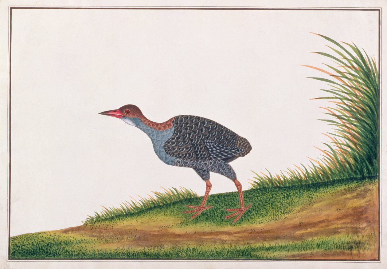 मलक्का से पक्षियों के चित्र से स्लैटी-ब्रेस्टेड रेल, c.1805-18 (कागज पर wc) द्वारा चीनी स्कूल
