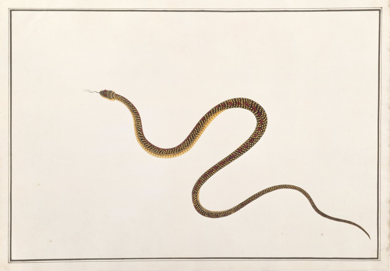 सांप, जानवरों, कीड़ों और सरीसृपों के मलक्का से, c.1805-18 (कागज पर गौचे और wc) द्वारा चीनी स्कूल
