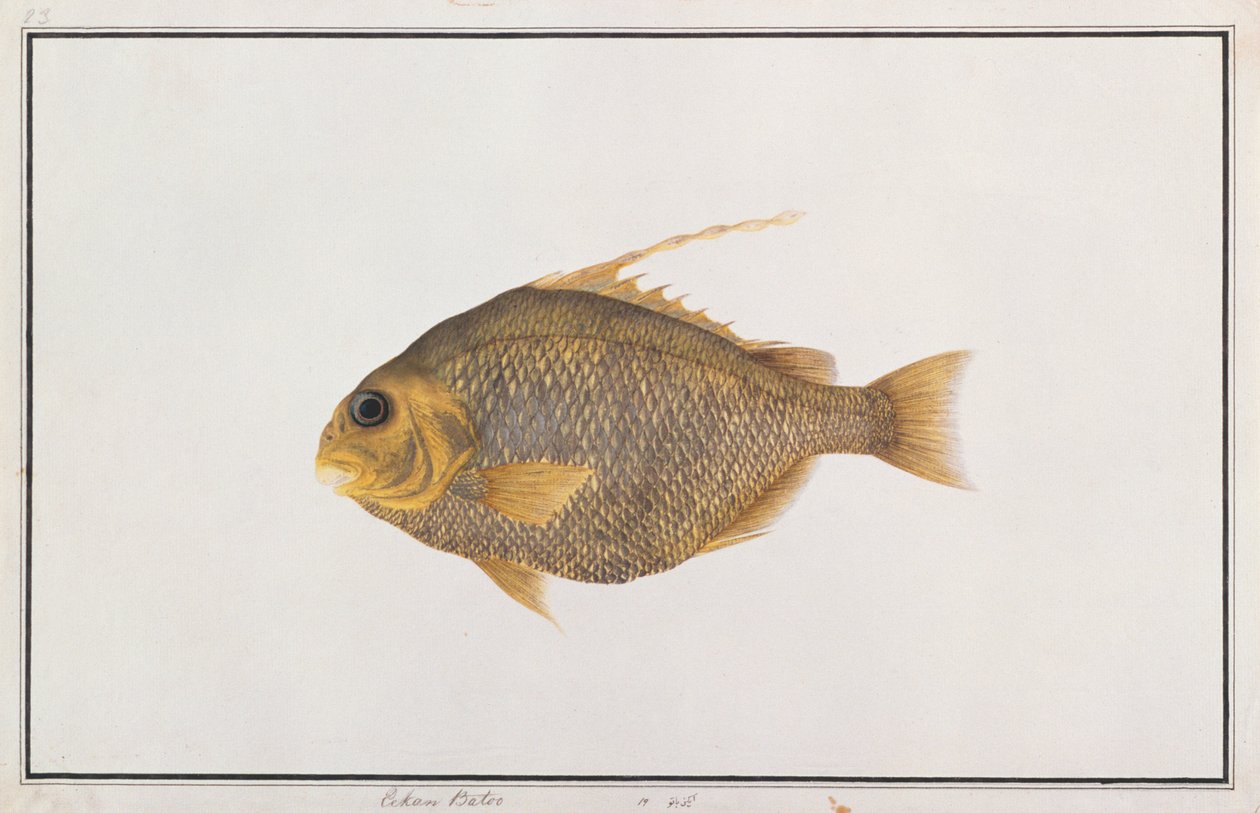स्पैडफ़िश, मलक्का से मछलियों के चित्र, c.1805-18 (कागज पर wc) द्वारा चीनी स्कूल