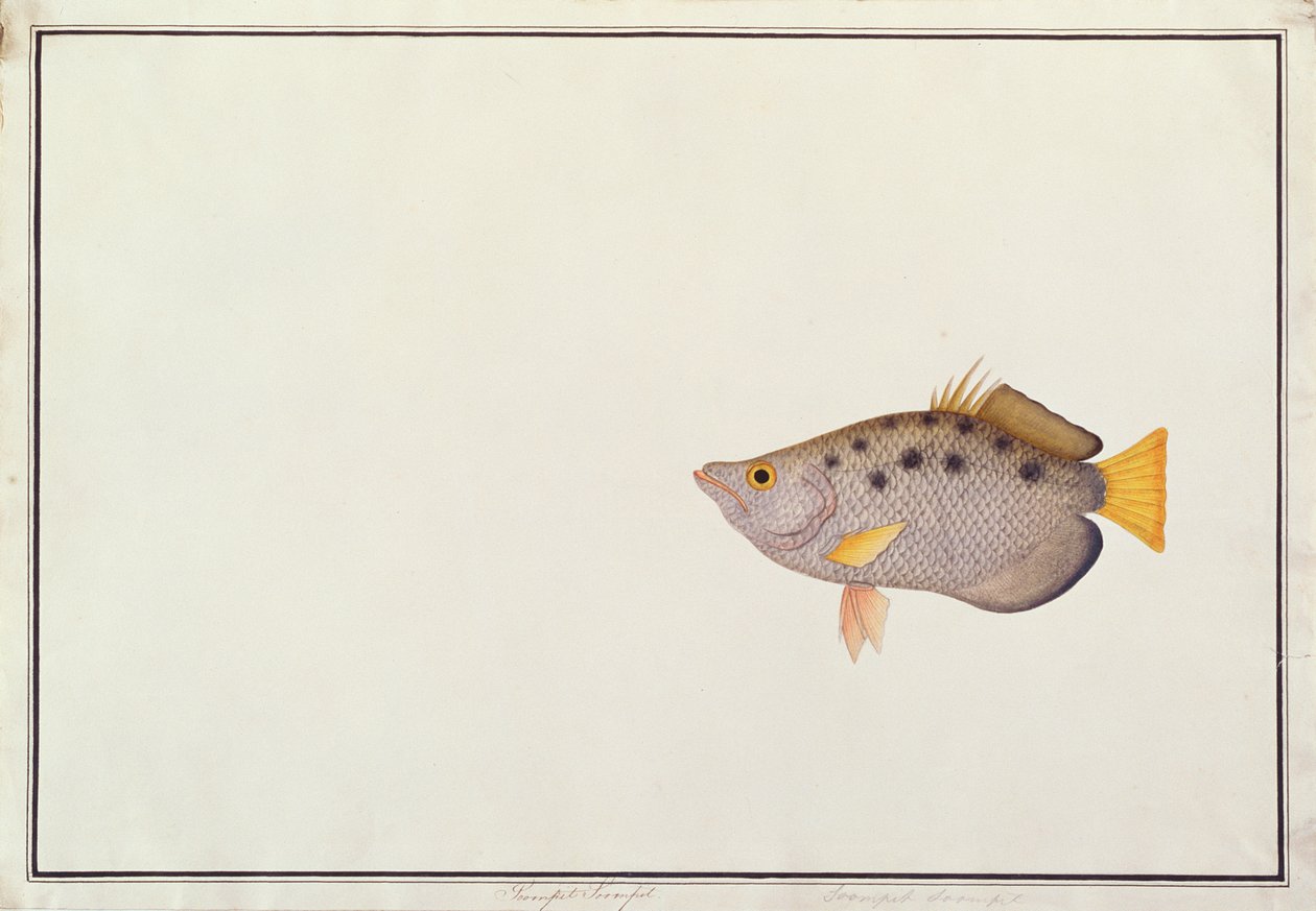 मलक्का से मछलियों के चित्र, स्पार्क आर्चरफ़िश, c.1805-18 (कागज पर wc) द्वारा चीनी स्कूल