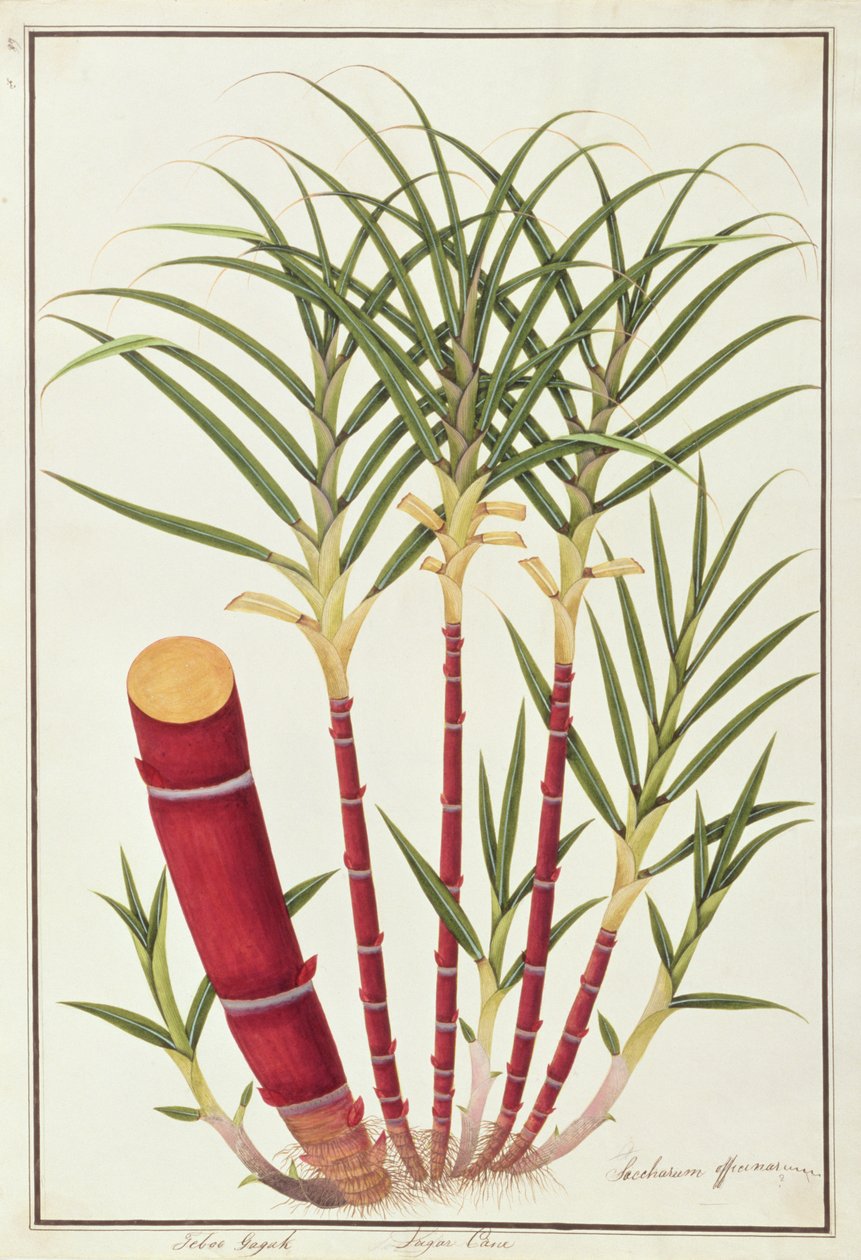 गन्ना, टेबो गागक, मलक्का से पौधों के चित्र से, c.1805-18 (कागज पर) द्वारा चीनी स्कूल