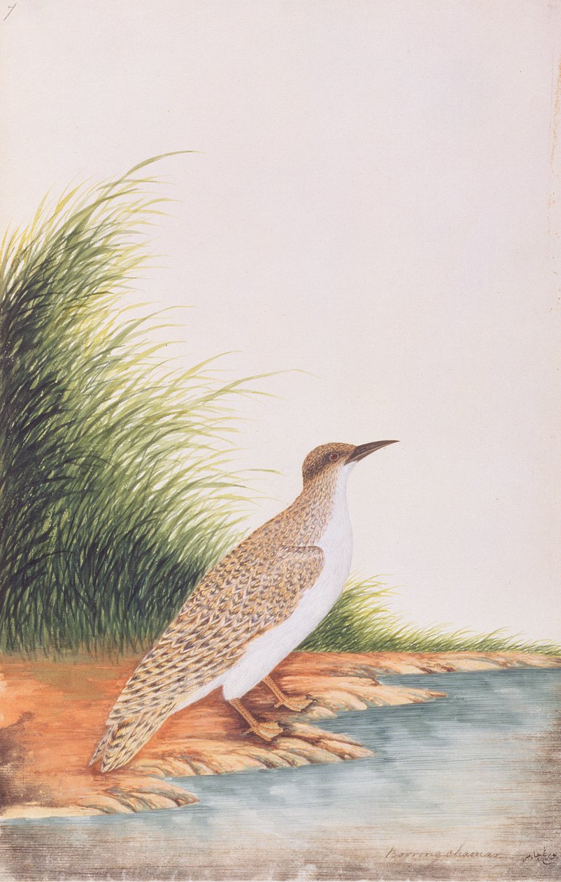 मलक्का से पक्षियों के चित्र से टर्न, c.1805-18 (कागज पर wc) द्वारा चीनी स्कूल