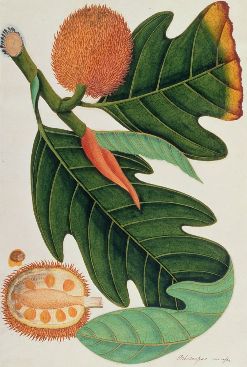 Trac या Artocarpus incesses, मलक्का से पौधों के चित्र से, c.1805-18 (कागज पर wc) द्वारा चीनी स्कूल