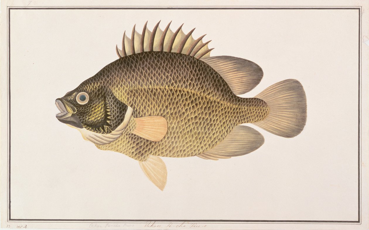 मलक्का से मछलियों के चित्रण से त्रैमासिक, c.1805-18 (wc कागज पर) द्वारा चीनी स्कूल