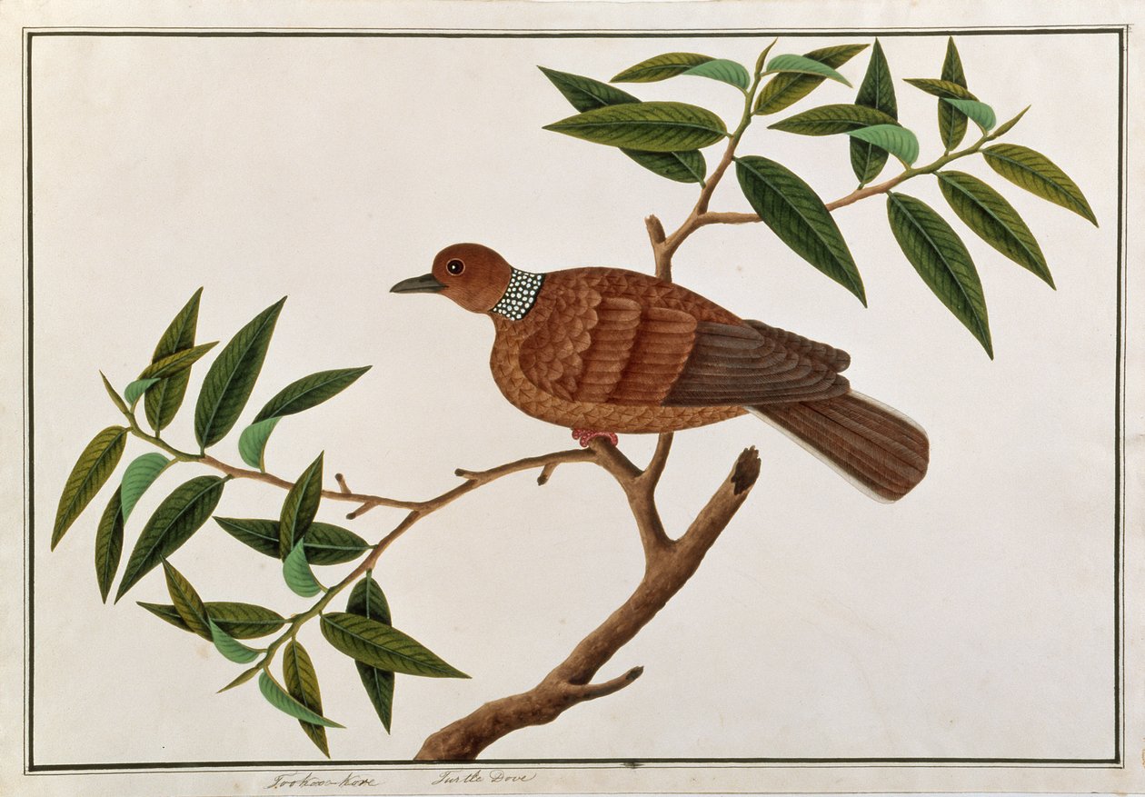 मलक्का से पक्षियों के चित्रण से कछुए कबूतर, टूकू-कोरे, c.1805-18 (कागज पर wc) द्वारा चीनी स्कूल