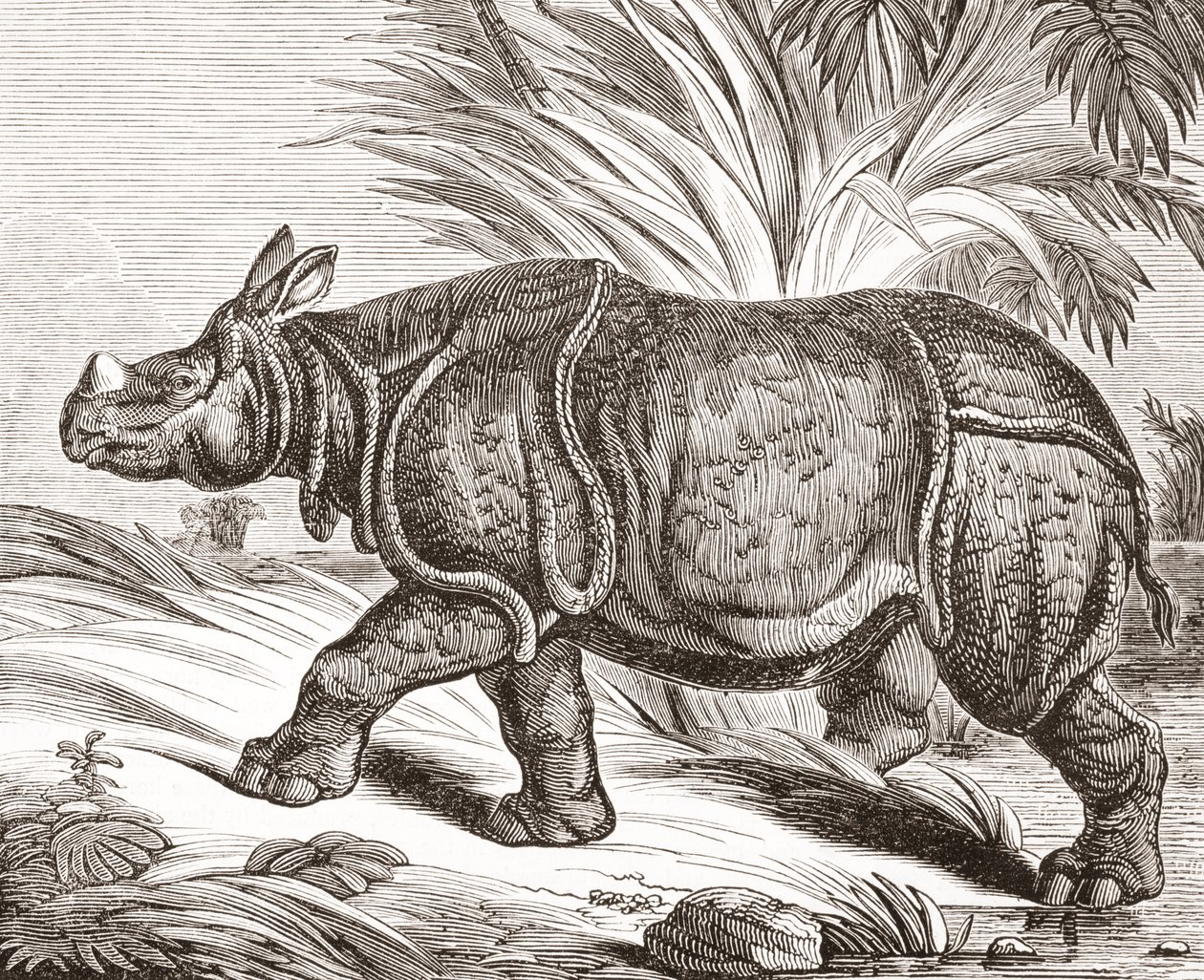 द पेनी पत्रिका से भारतीय गैंडे, या एक से अधिक सींग वाले गैंडे, 1834 में प्रकाशित हुए द्वारा अंग्रेजी स्कूल