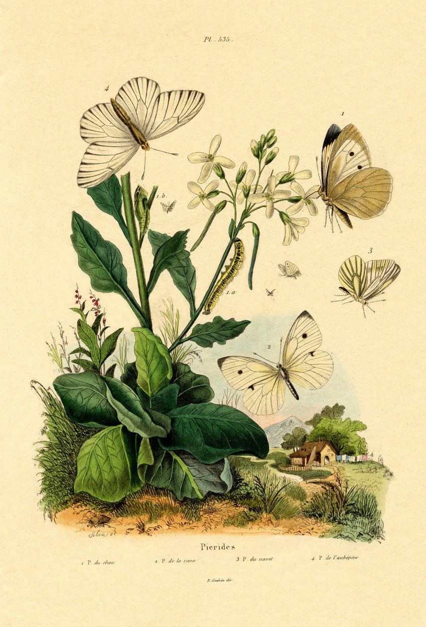 बड़े सफेद, 1833-39 द्वारा फ्रेंच स्कूल