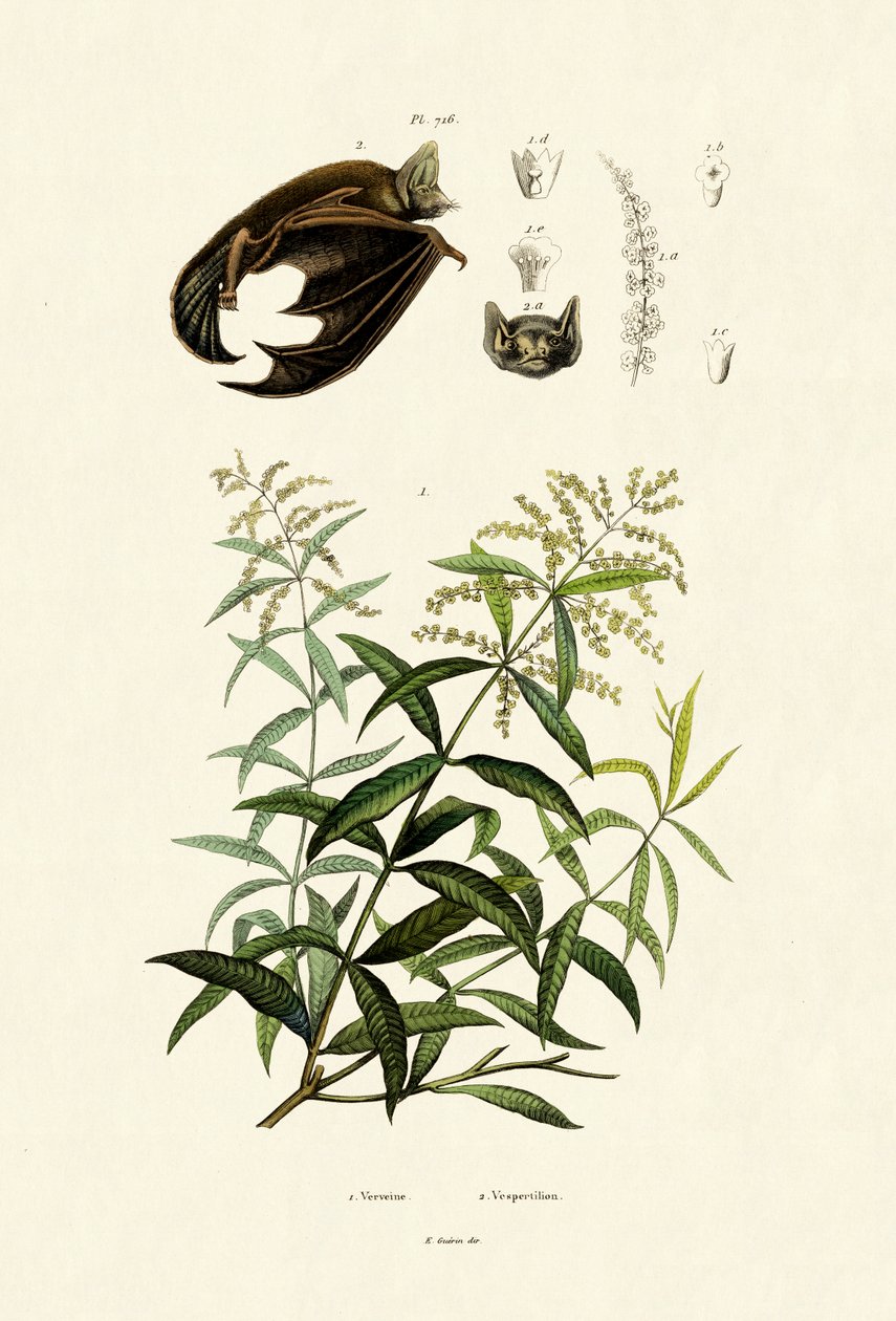 लेमनग्रास, 1833-39 द्वारा फ्रेंच स्कूल