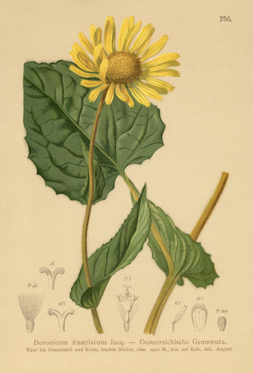 ऑस्ट्रिया के तेंदुए बने (Doronicum ऑस्ट्रिया) द्वारा जर्मन स्कूल