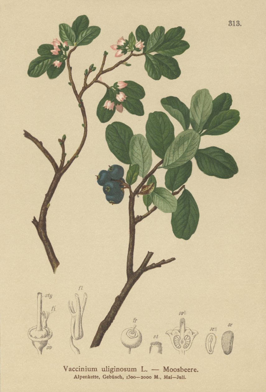 दलदल ब्लूबेरी (Vaccinium uliginosum) द्वारा जर्मन स्कूल