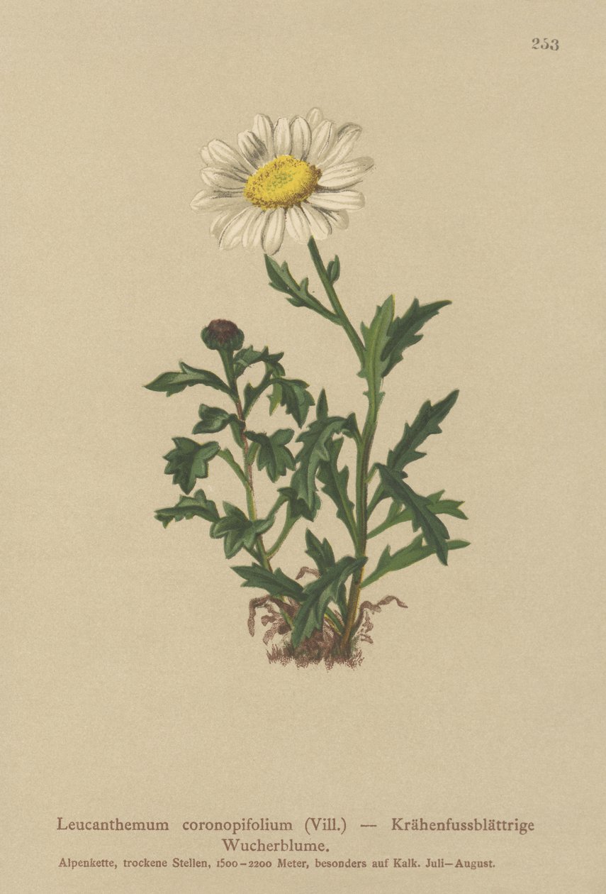 डेज़ी (Leucanthemum coronopifolium, Chrysanthemum coronopifolium, Chrysanthemum alpestre) द्वारा जर्मन स्कूल