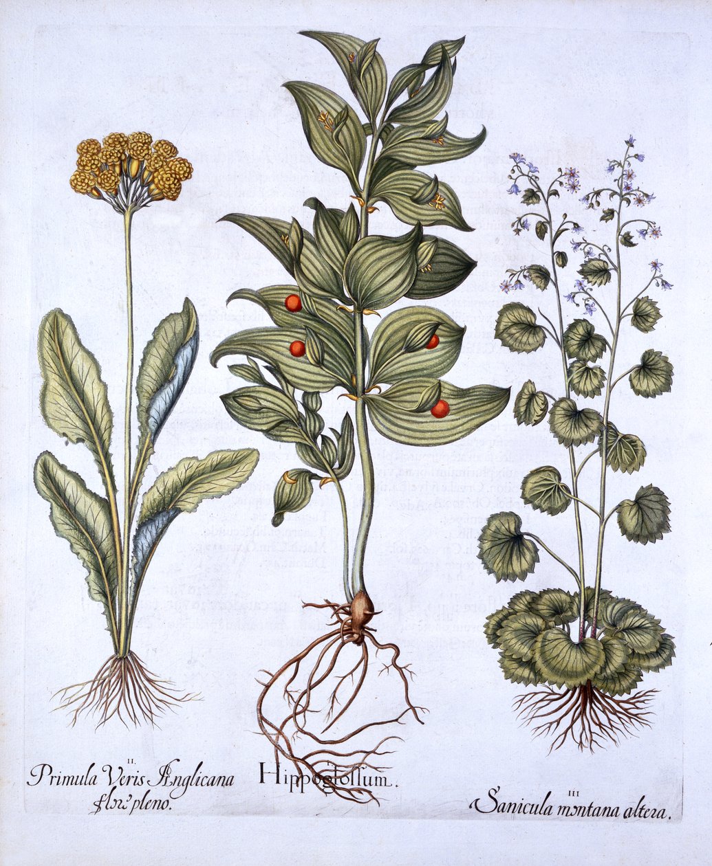 Hippoglossum, Cowslip और SanicleSnakeroot, Hortus Eystettensis से, Basil Besler (1561-1629), पब द्वारा। 1613 (हाथ के रंग का उत्कीर्णन) द्वारा जर्मन स्कूल
