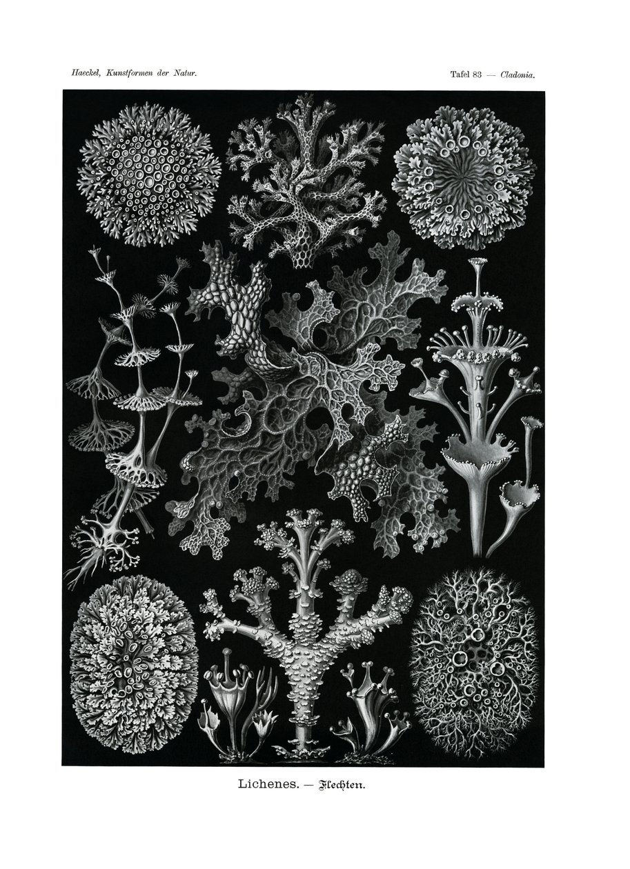 लिचेन, 1899-1904 द्वारा जर्मन स्कूल