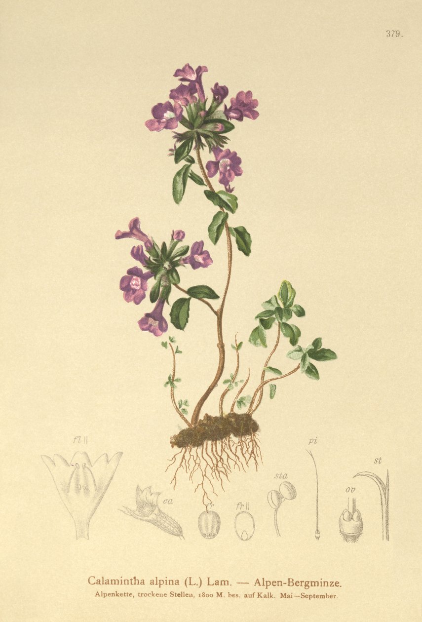 अन्य थाइम (अंगूर ALPINUS, Calamintha Alpina) द्वारा जर्मन स्कूल