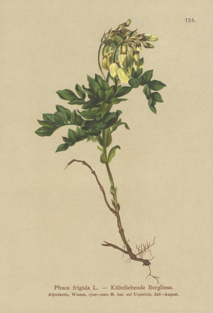 पीला अल्पाइन milkvetch (Sheld ठंड, एक प्रकार की सब्जी ठंड, Sheld ochreata, tragacanth ठंड) द्वारा जर्मन स्कूल