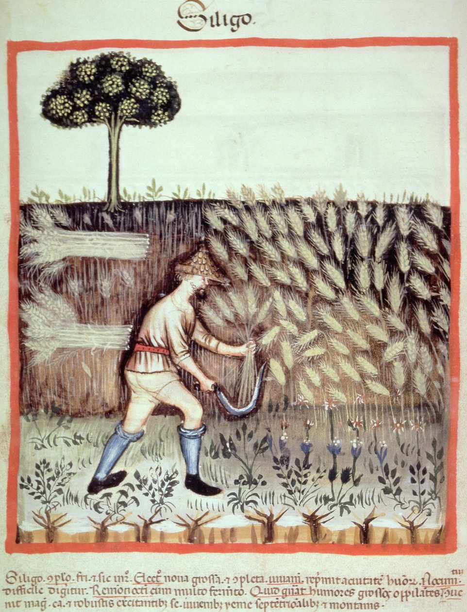 Fol.46v शीतकालीन अनाज इकट्ठा करना, ताकुइनुम सैंटियाटिस कोडेक्स विंडोबेनेंसिस से चित्र द्वारा इतालवी स्कूल
